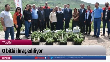 O bitki ihra&ccedil; ediliyor