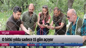 O bitki yılda sadece 15 g&uuml;n a&ccedil;ıyor