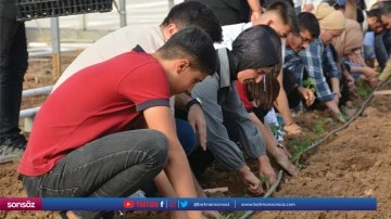 &Ouml;ğrencilere serada domates yetiştirilecek