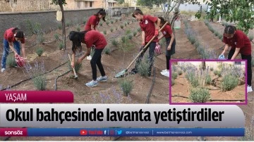 Okul bah&ccedil;esinde lavanta yetiştirdiler