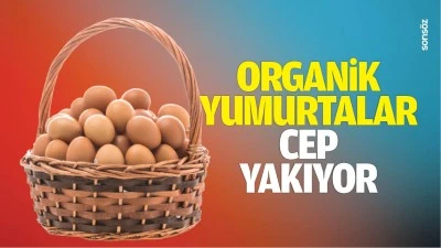 Organik yumurtalar cep yakıyor