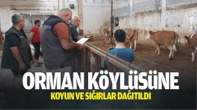 Orman K&ouml;yl&uuml;s&uuml;ne koyun ve sığırlar dağıtıldı