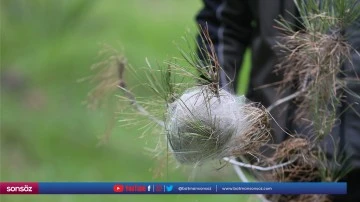 Ormanlarında &ccedil;am kese b&ouml;cekleriyle m&uuml;cadele ediliyor