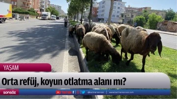 Orta ref&uuml;j, koyun otlatma alanı mı?