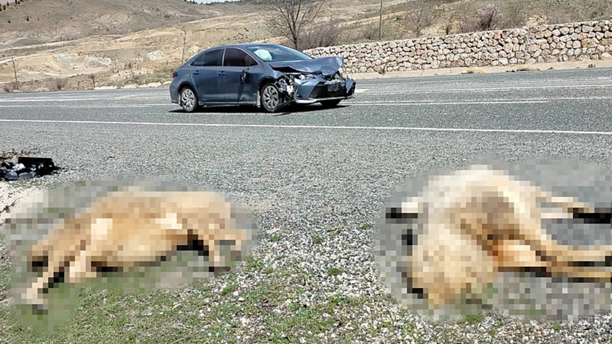 Otomobilin &ccedil;arptığı s&uuml;r&uuml;deki 40 koyun telef oldu, 2 kişi yaralandı
