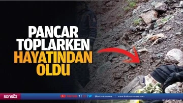 Pancar toplarken hayatından oldu