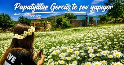 Papatyalar Gerc&uuml;ş&rsquo;te şov yapıyor