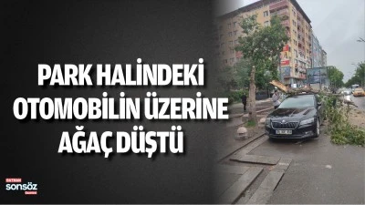 Park halindeki  otomobilin &uuml;zerine  ağa&ccedil; d&uuml;şt&uuml;