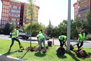 Pasur Caddesi ağa&ccedil;landırıldı