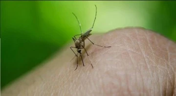 Peru'da dang humması vakası 73 bini aştı