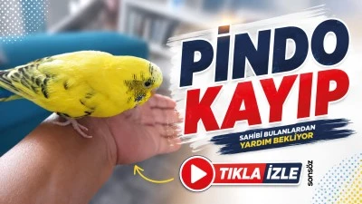 Pindo kayıp; Sahibi bulanlardan yardım bekliyor