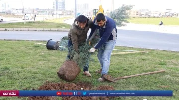 Piran Caddesi ağa&ccedil;landırıldı