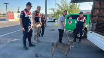 Pitbull k&ouml;peği minib&uuml;ste taşıyan kişiye 33 bin 399 lira ceza
