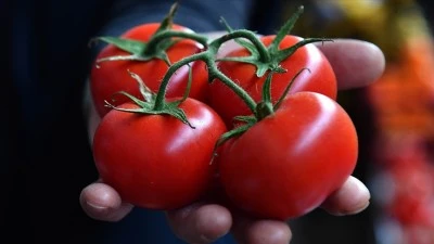 Polateli'ndeki domates ekim alanı y&uuml;zde 40 arttı