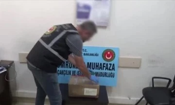 Posta kargosunda 76 tarantula ele ge&ccedil;irildi