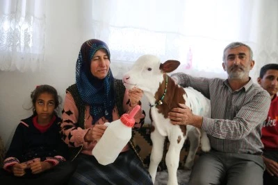 Premat&uuml;re buzağı bebek gibi bakılıyor