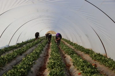 "&Ccedil;ilek yetişmez" denilen topraklarda &uuml;retimini 60 dekara &ccedil;ıkardı