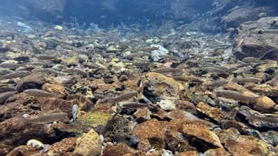 "Doğal akvaryum"da &uuml;&ccedil; t&uuml;r balık yaşıyor