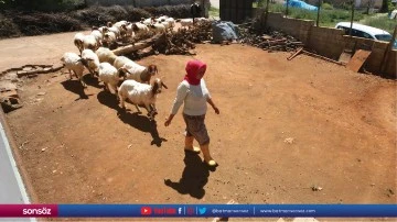 "G&uuml;ll&uuml; anne" hem hayvanlara &ccedil;obanlık hem de &ccedil;ocuklarına annelik yapıyor