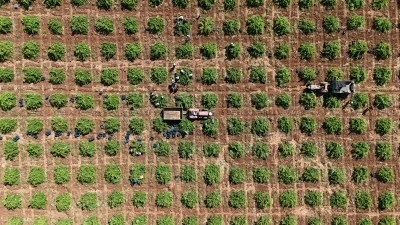 "Kilis horoz karası" &uuml;z&uuml;m&uuml;nde hasat başladı