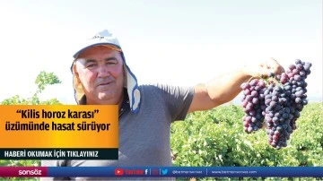 "Kilis horoz karası" &uuml;z&uuml;m&uuml;nde hasat s&uuml;r&uuml;yor