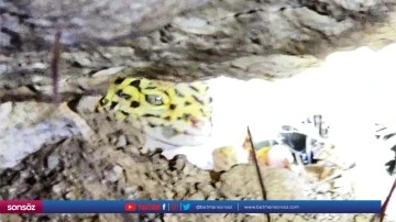 "Leopar keleri" g&ouml;r&uuml;nt&uuml;lendi