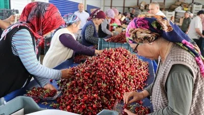 "Napolyon" kirazında hasat s&uuml;r&uuml;yor