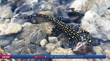 "sarı benekli semender" g&ouml;r&uuml;ld&uuml;
