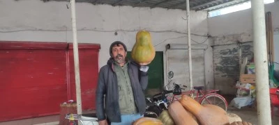 Re&ccedil;el zamlandı, balkabağı kıymetlendi