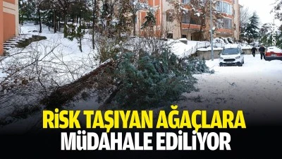 Risk taşıyan ağa&ccedil;lara m&uuml;dahale ediliyor