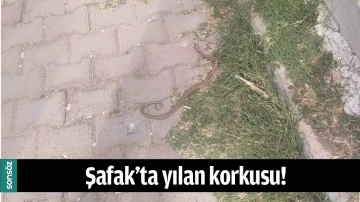 ŞAFAK&rsquo;TA YILAN KORKUSU!