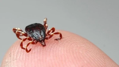 Sağlık Bakanlığı'ndan Kırım Kongo Kanamalı Ateşi hastalığına ilişkin a&ccedil;ıklama