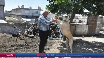 Şahinbey'deki &ccedil;oban k&ouml;pekleri aşılanıyor