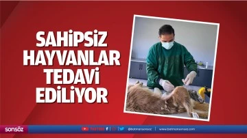 Sahipsiz hayvanlar tedavi ediliyor
