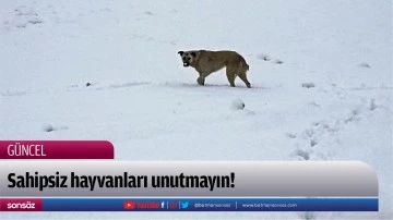 Batman'da Hayvanseverler Besleme Noktaları Kuruyor
