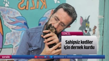 Sahipsiz kediler i&ccedil;in dernek kurdu