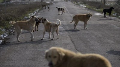 Sahipsiz k&ouml;peğin saldırdığı kişi yaralandı