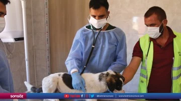 Sahipsiz k&ouml;pekler barınakta aşılanıyor