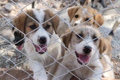 Sahipsiz k&ouml;pekler i&ccedil;in &ouml;zel yaşam alanı kuruldu