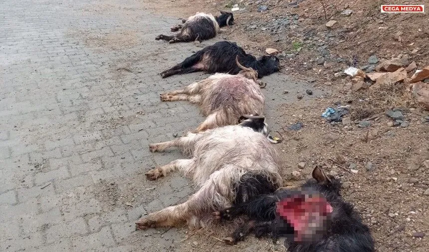 Sahipsiz k&ouml;peklerin 45 ke&ccedil;iyi telef etti
