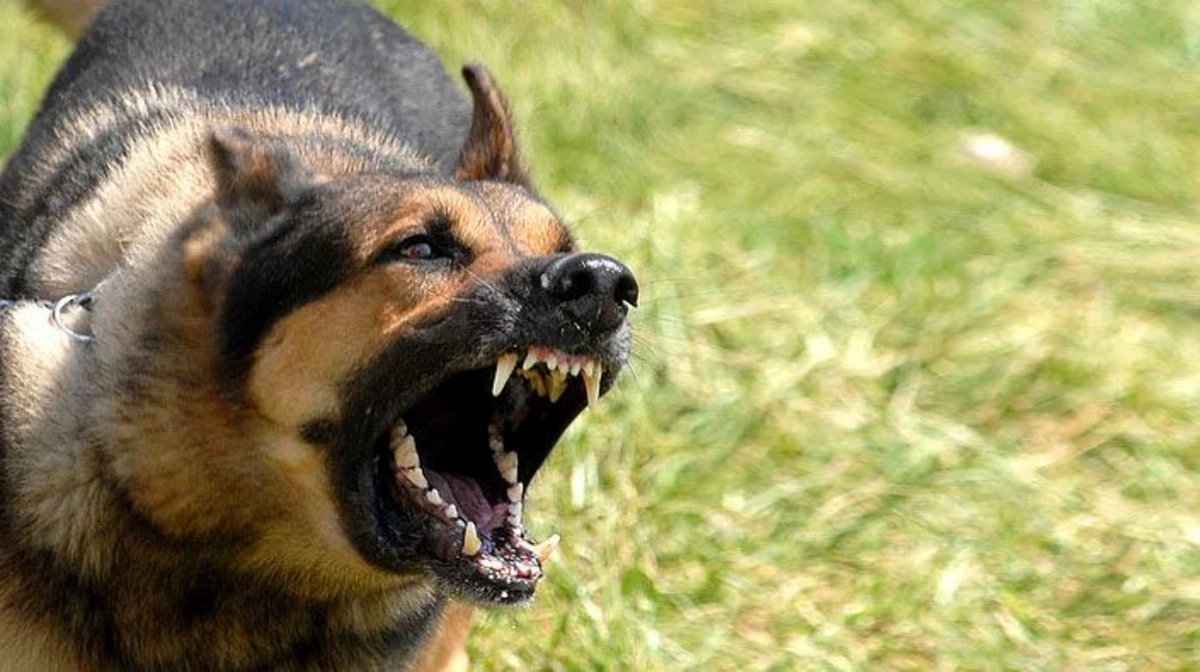Sahipsiz k&ouml;peklerin saldırısına uğrayan 2 kişi yaralandı