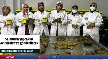 Salamura yapraklar Avustralya'ya g&ouml;nderilecek