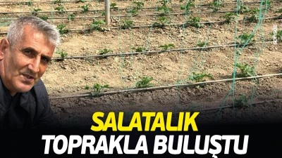 Salatalık, toprakla buluştu