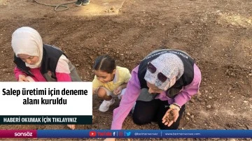 Salep &uuml;retimi i&ccedil;in deneme alanı kuruldu