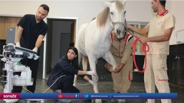 Şampiyon atlar sakatlandığında Diyarbakır'da tedavi ediliyor