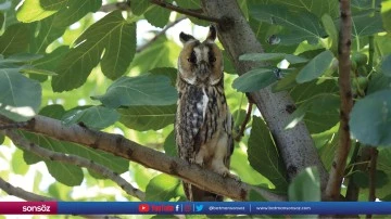 Şanlıurfa'da doğal yaşam