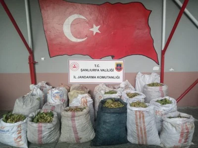 Şanlıurfa'da fıstık &ccedil;aldıkları iddiasıyla 13 ş&uuml;pheli yakalandı