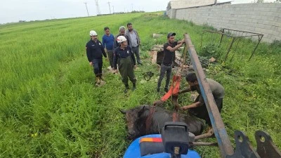 Şanlıurfa'da foseptik &ccedil;ukuruna d&uuml;şen inek itfaiye ekiplerince kurtarıldı