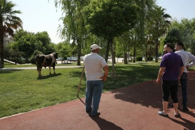 Şanlıurfa'da ka&ccedil;an kurbanlık boğa parkta yakalandı