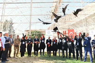 Şanlıurfa'da koruma altındaki 45 kelaynak g&ouml;&ccedil; etmeleri i&ccedil;in doğaya bırakıldı